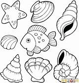 Coloring Pages Shells Sea Getcolorings Seashell sketch template