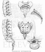 Coccygeal Sacral Lumbar Vertebrae Anatomy Pricing Unlabeled sketch template