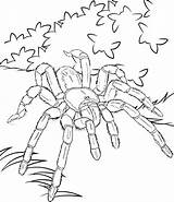 Tarantula sketch template