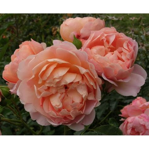 Sweet Jessica Floribunda Garden Roses Pococks Roses The Cornish