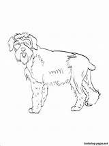 Schnauzer Coloring Getcolorings Giant sketch template