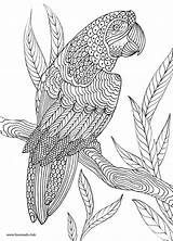 Mandalas Parrot Zentangle Favoreads Erwachsene Vögel Vogel Leerlo Visitar Loros Animales Adultos Zapisano Ours Kolorowanki sketch template