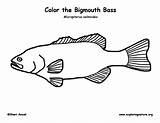 Bass Coloring Largemouth Bigmouth Support Sponsors Wonderful Please Printing Pdf Exploring Coloringnature sketch template