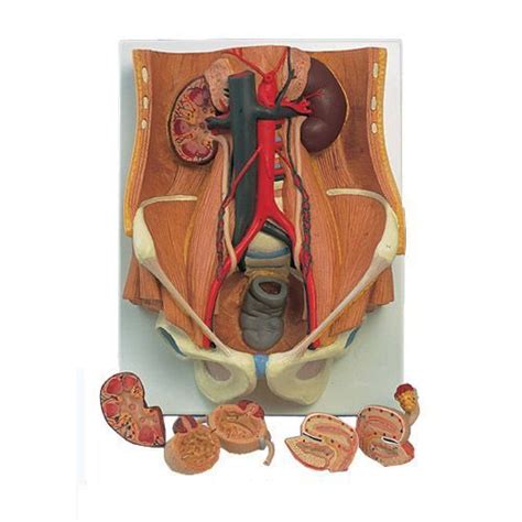 dual sex urinary system model k32 for 352 32 € in urinary system model