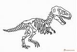 Rex Skeleton Tyrannosaurus Skelett Dinosaurier Coloringonly Stegosaurus sketch template