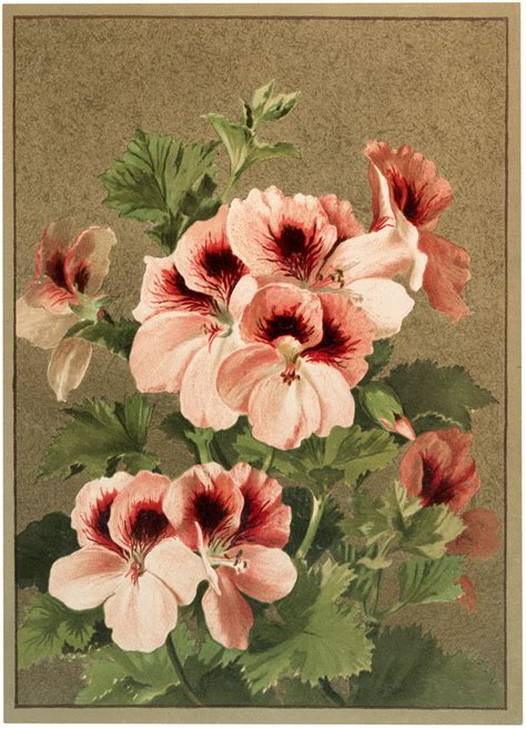 vintage pink flowers image  graphics fairy