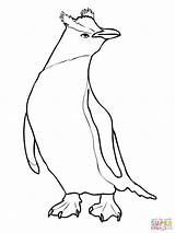 Crested Erect Penguins Supercoloring sketch template