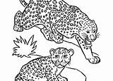 Leopard Coloring Pages Baby Snow Seal Colouring Getcolorings Getdrawings Colorin sketch template