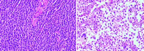 histologic characteristics  cutaneous mast cell tumors  dogs   scientific