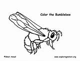 Coloring Bumblebee Bumblebees Exploringnature Sponsors Wonderful Support Please sketch template