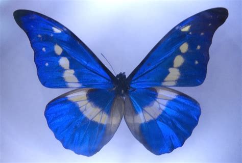 stock photo  blue butterfly freeimageslive