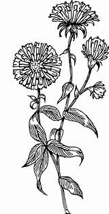 Aster Clip Flower Vector Tattoo Outline Drawing Coloring September Pages Graphics Plant Birth Inkscape Svg Floral Sketch Designs Monochrome Botany sketch template