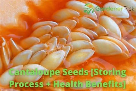 cantaloupe seeds storing process health benefits