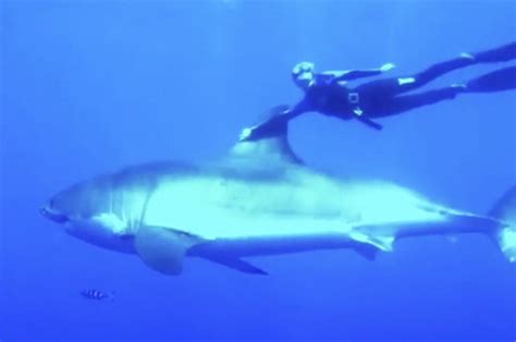 brave woman hitches ride on fin of deadly great white shark daily star