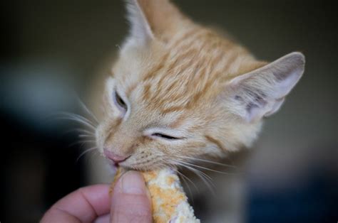 membuat makanan kucing sendiri  mudah simak  pilihan
