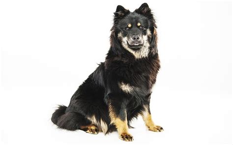 eurasier dog breed origin behavior trainability facts puppy price color health
