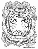 Tiger Coloring Pages Mandala Sheets Adults Animal Drawing Flower Adult Printable Fauna Flora Color Short Print Cool Leg Studio Lily sketch template