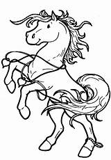 Coloriage Caballo Patas Colorat Cheval Caballos Tegninger Cavalli Bojanke Planse Konji Skrive Ut Barn Konie Ponei Dyr Desene Tiro Cavalos sketch template