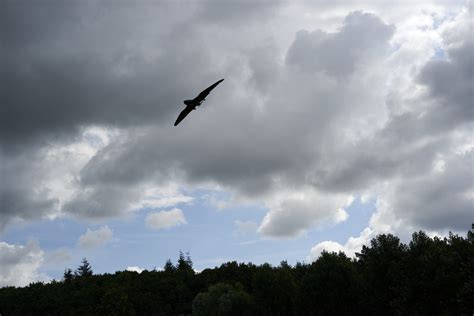 blackbird  drone specs priezorcom
