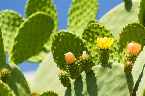 flowering cactus  stock photo public domain pictures