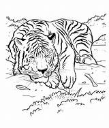 Coloring Tiger Pages Realistic Book Popular Library sketch template