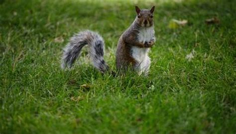 how to tell a male gray squirrel from a female squirrel