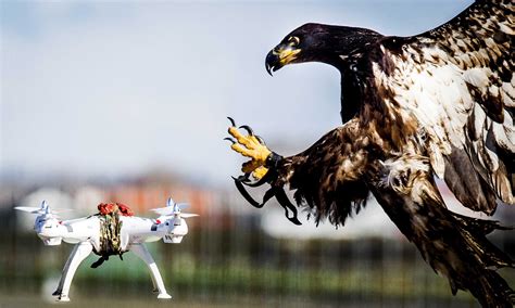 drone catching eagles   retired  dutch police