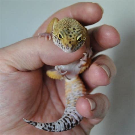 habitat   pet lizard pethelpful