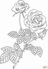 Rose Coloring Bush Pages Drawing Tea Plant Hybrid Magic Roses Rosal Printable Clipart Drawings Color sketch template