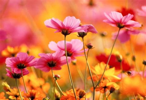 najpiekniejsze kwiaty  ogrodow naszych babc podpowiadamy jakie wybrac  ogrody