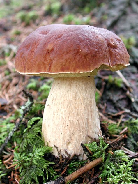 steinpilz boletus edulis awlch