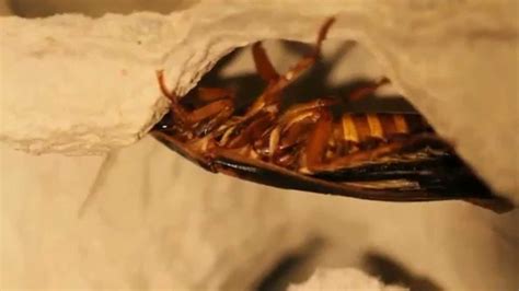 dubia roaches mating youtube