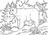 Oso Bosque Urso Bosques Alpino Paracolorear Foret Baloo Colorironline Coloriages Categorias sketch template
