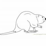 Beaver Coloring Rodent Pages Coloringpages101 Kids sketch template