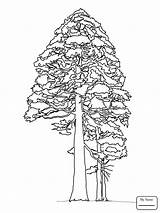 Pine Coloring Pages Cone Tree Happy Trees Getcolorings Color Printable Getdrawings sketch template