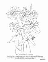 Coloring Echinacea 29kb 600px sketch template