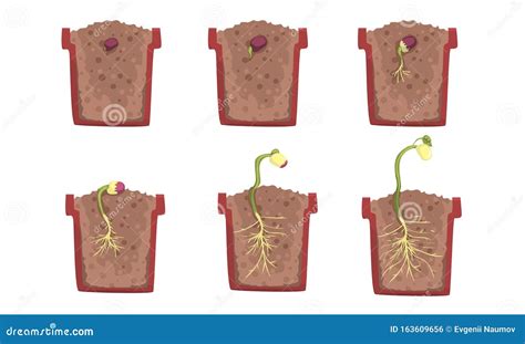 bean seed germination stages   pot vector illustration stock