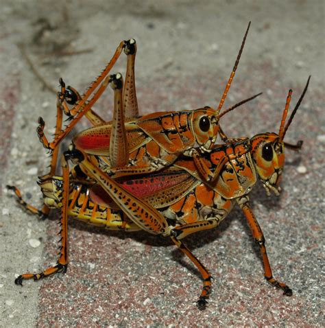 florida grasshoppers photo image abstract nature nature images