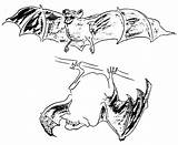 Flying Fox Coloring Pages Color Animals Animal Print Back sketch template