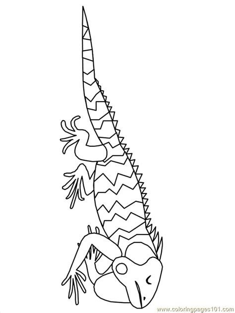 iguana coloring pages books    printable