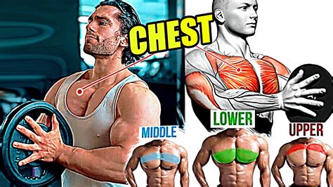 full chest workout exercises upper chest  chest  chest