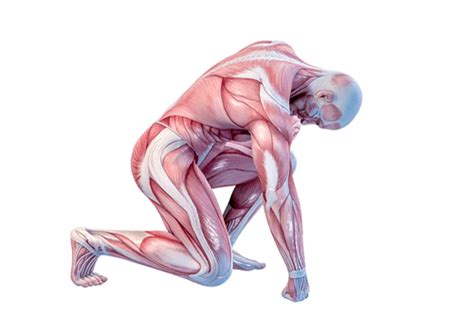 muscle pain facts types  diagnosis treatment prevention