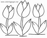 Tulip Coloring Pages Flower Tulips Drawing Outline Simple Spring Flowers Color Printable Print Crafts Big Getdrawings Colorings Getcolorings sketch template