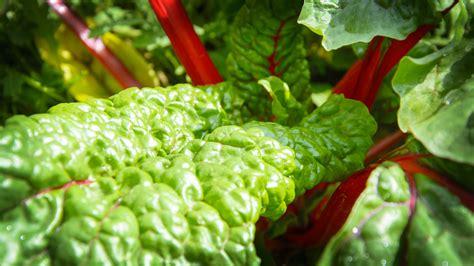 swiss chard  cooking