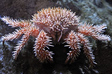 spiked crab deep sea creatures weird sea creatures ocean