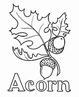 Acorn Coloring Oak Pages Drawing Leaf Leaves Pre Printable Acorns Fall Template Alphabet Line Wood Kids Burning Sheet Clipart Thanksgiving sketch template