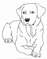 Labrador Coloring Lab Pages Puppy Retriever Yellow Dog Dogs Chocolate Drawing Color Printable Line Disegni Getdrawings Da Colorare Getcolorings Golden sketch template