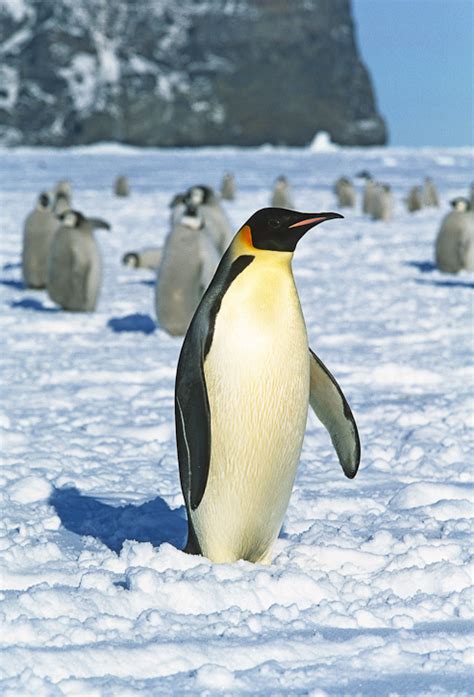emperor penguin aptenodytes forsteri
