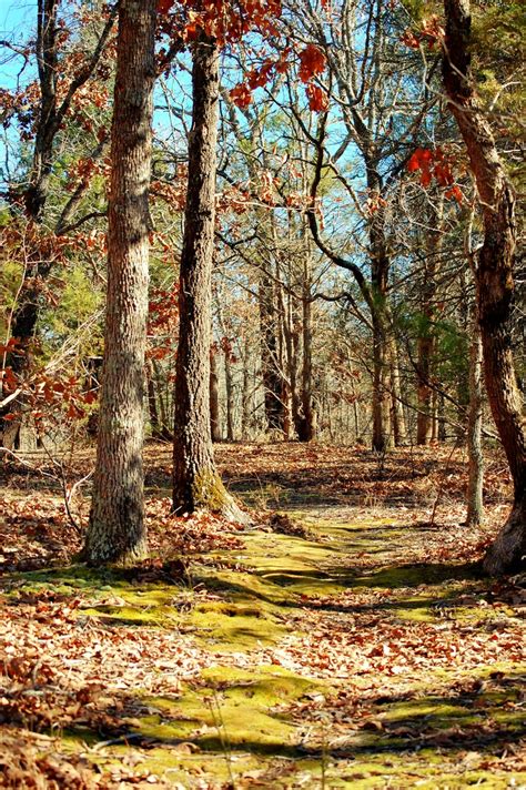 athens tx the path less traveled at east texas arboretum athens texas photo picture image