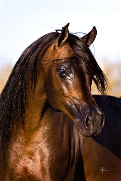 bay arabian stallion photo  april visel  echkbet horses show